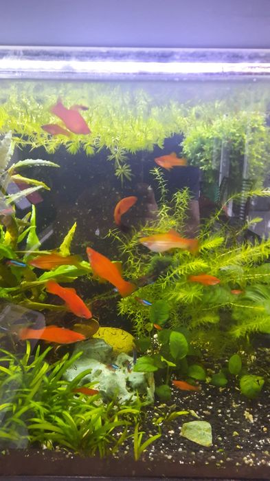 Vendo Peixe Espada aquario agua quente