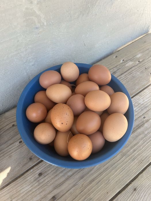 Ovos caseiros para venda