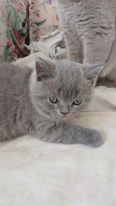 продаю шотландских котят
