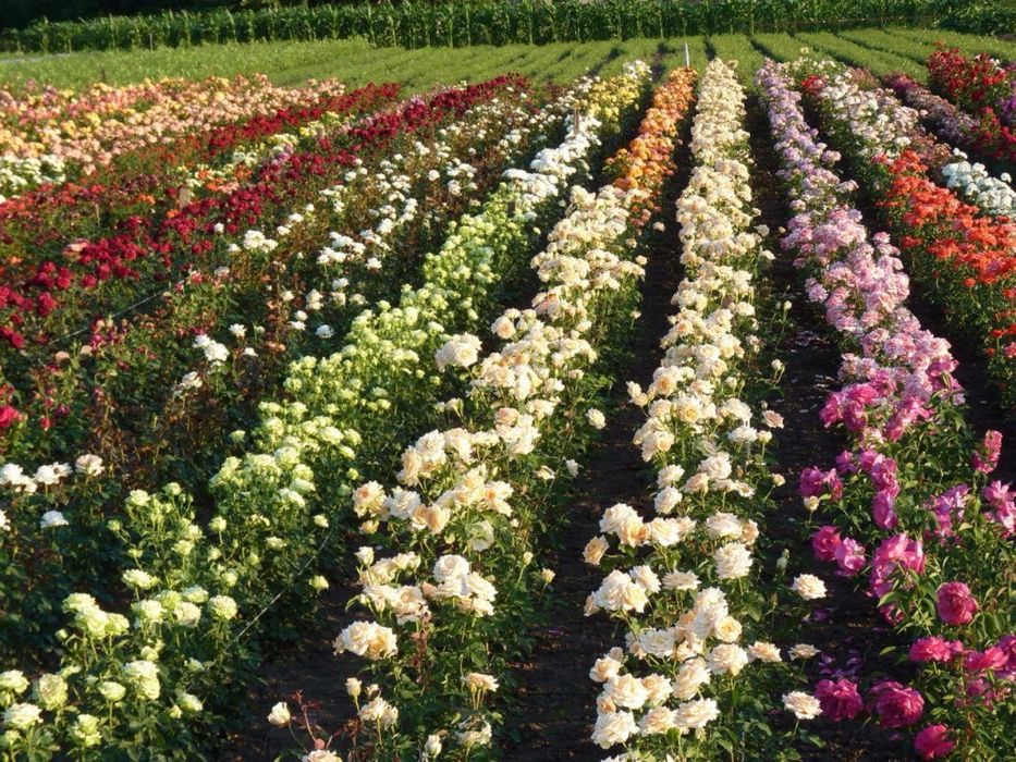 Саджанці троянд / Саженцы розы / Опт / ЗКС / ВКС