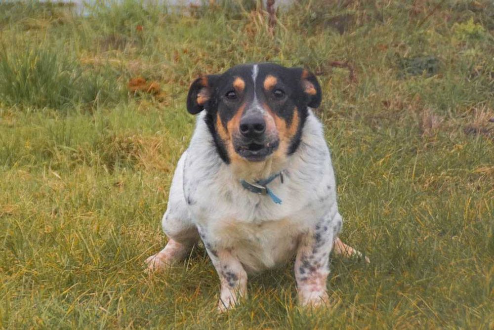 Kobi - starszy piesek szuka domu