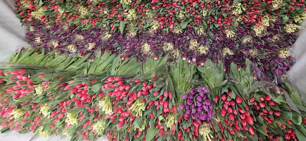 Тюльпани на 14 лютого