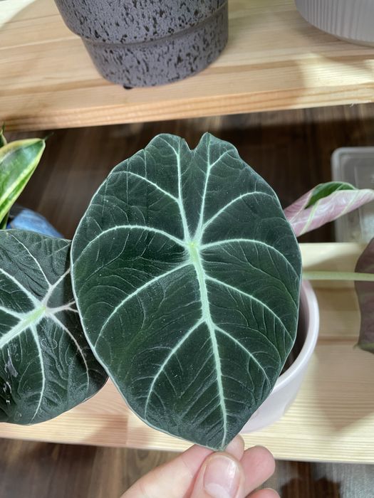 Філодендрон, бульби алоказіі