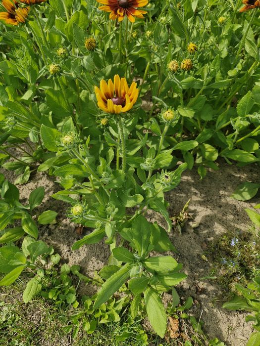 Rudbekia duze sadzonki