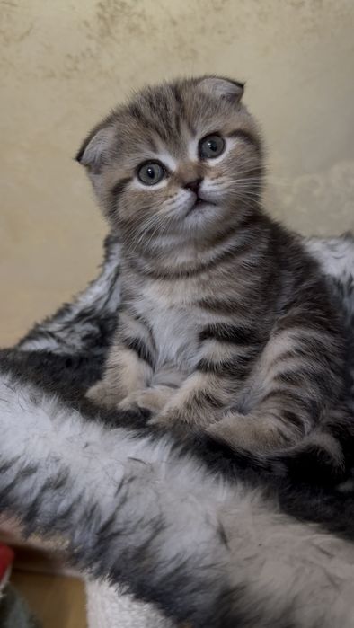 Кошенятка шотландці, котейки, мілашки
