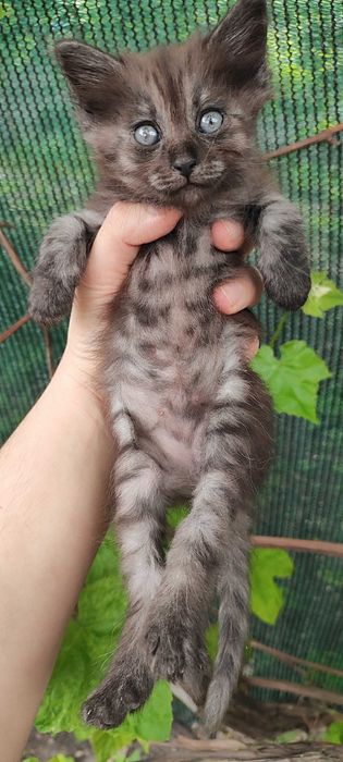 Кошенята в добрі руки