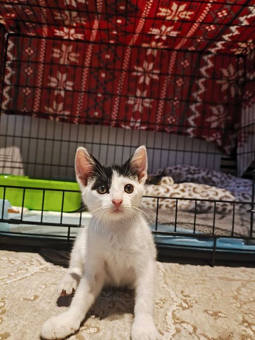 Oreo - miziak i cudowne kocie dziecko szuka domy na stałe