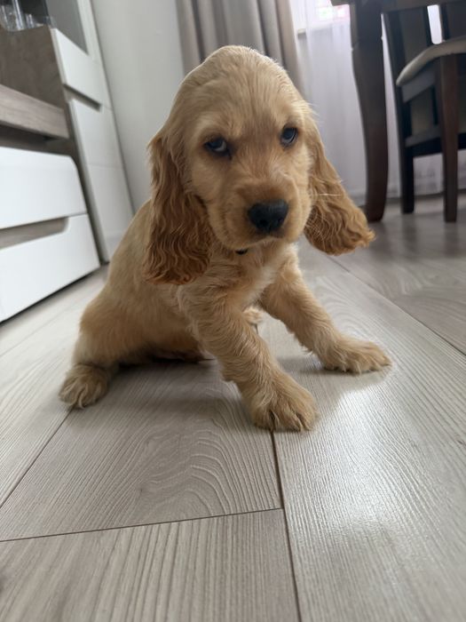 Cocker Spaniel Angielski