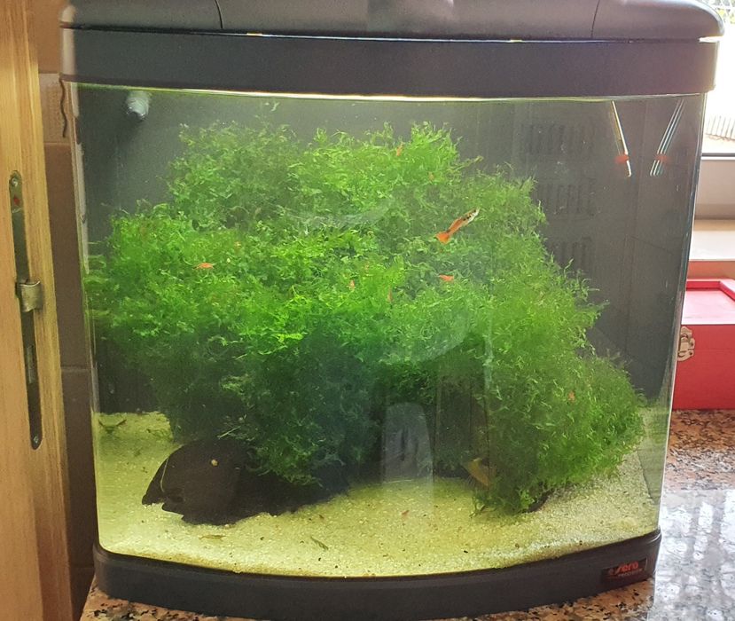 Aquário Será Biotop mano Cube 60lt