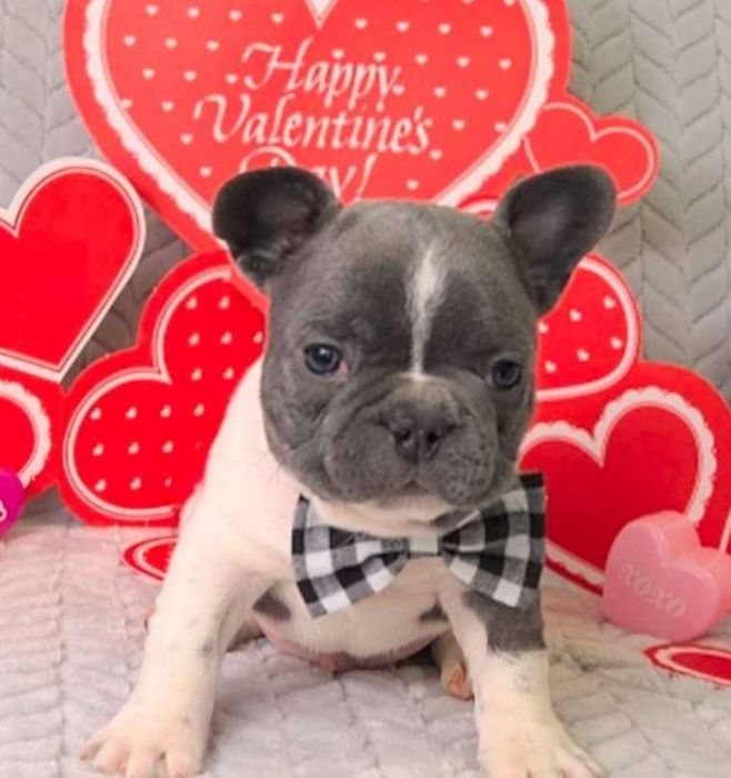 Французькі гарнюні