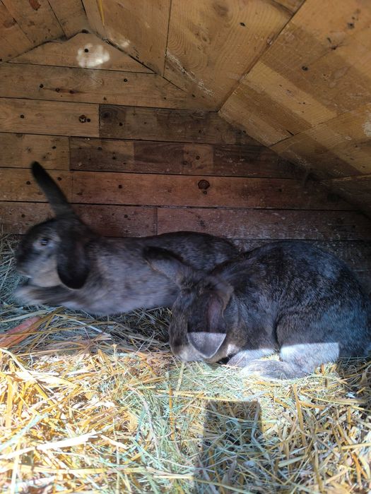 Króliki samice mieszance