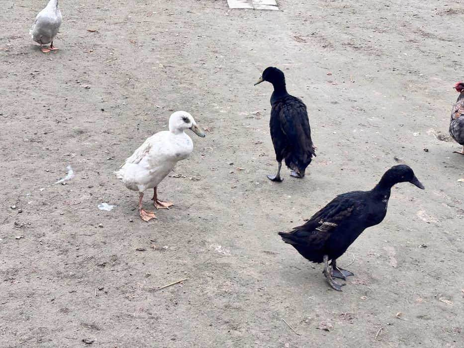 Jaja legowe kaczek biegów indyjskich