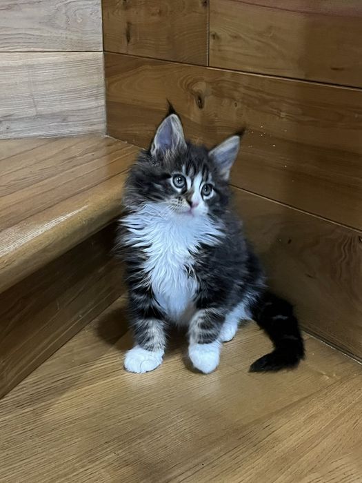 Мейн Куни Красуні та Красені