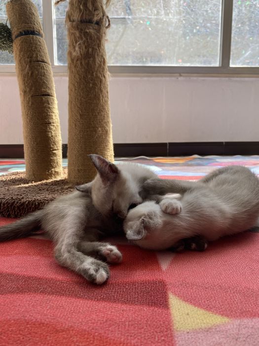 Duas gatinhas irmãs  para adoção responsável – de preferência juntos