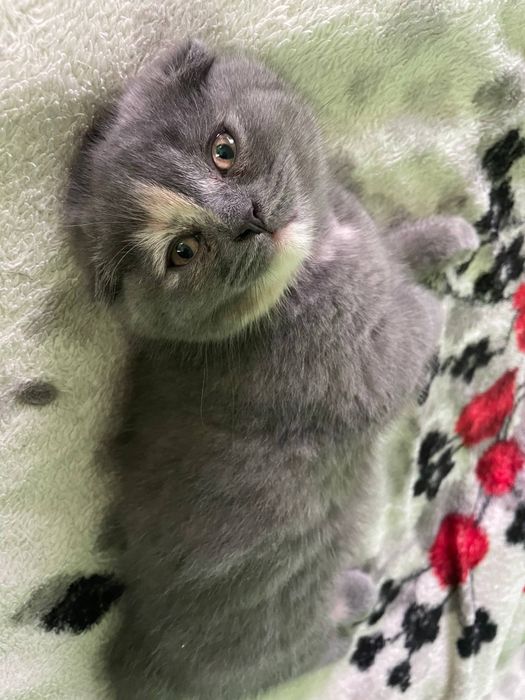Вислоухий котёнок