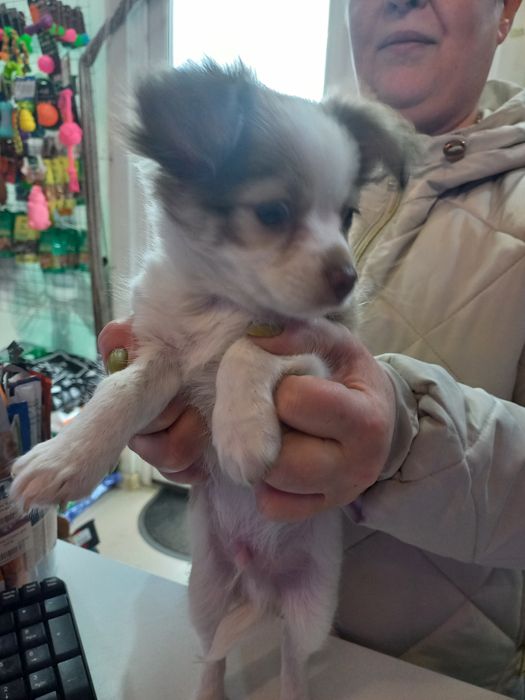 Продаю  цуцен Чихуахуа.