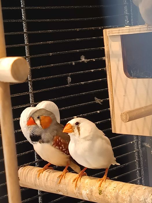 Sprzedam młode zeberki