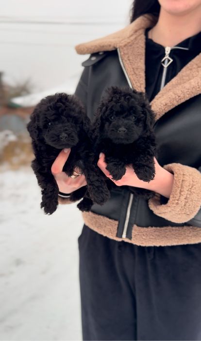 Мальтіпу, той пудель, кавапу