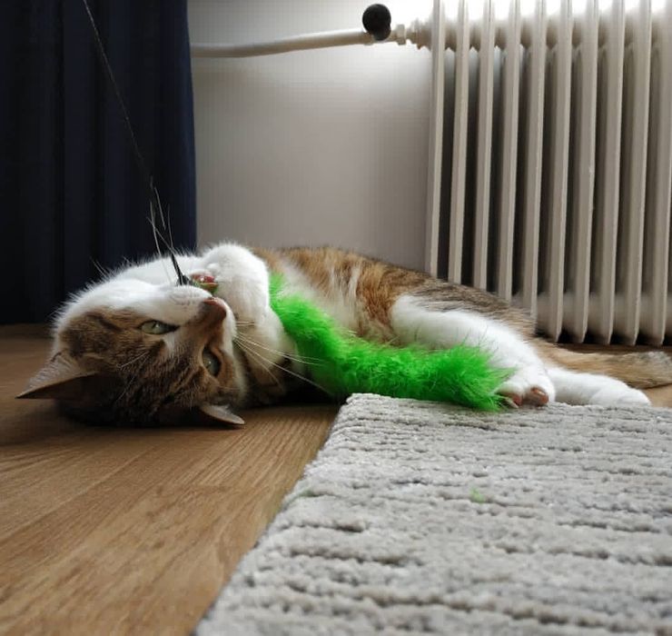 Behawiorysta zwierząt KOTY