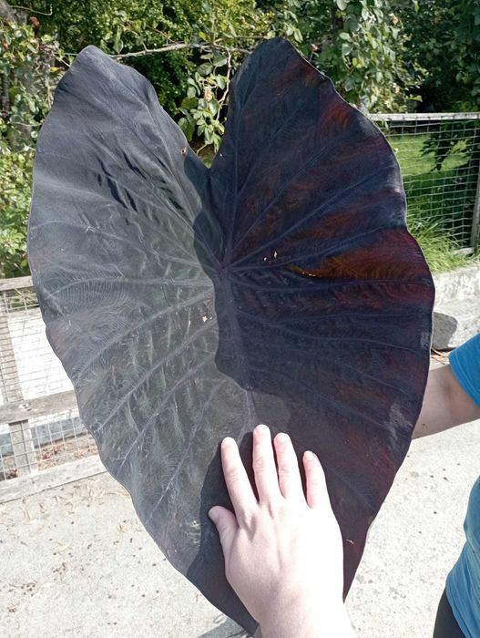 Colocasia esculenta