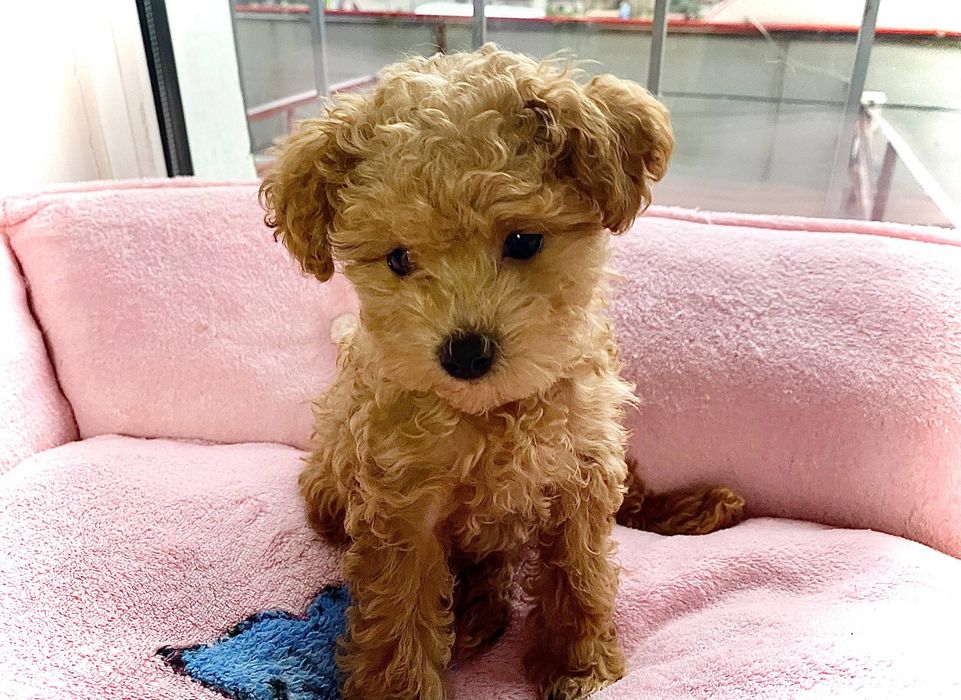 Щенки Мальтипу ищут родителей