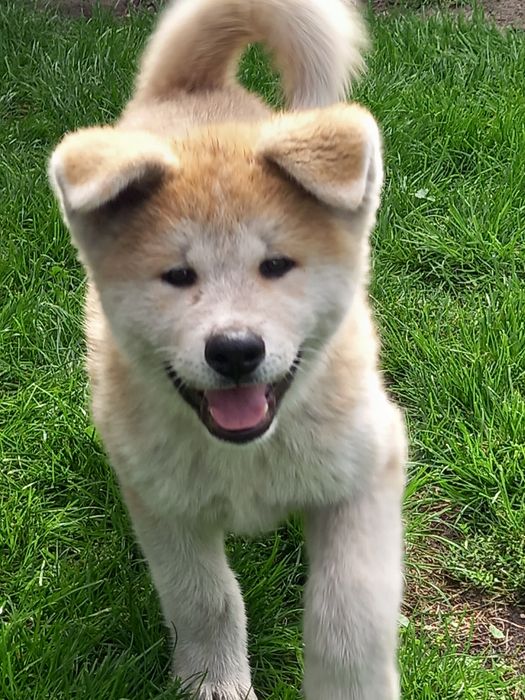 Akita Inu suczka FCI