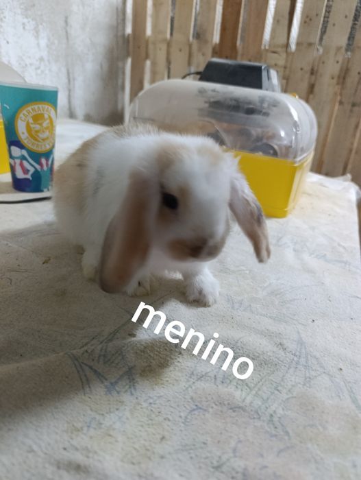 Disponível para entrega imediata