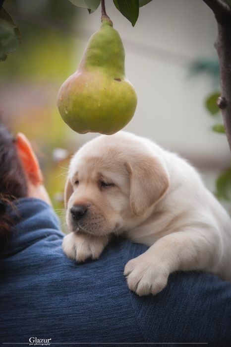 Цуценята лабрадор ретривера, розплідник FCI UKU