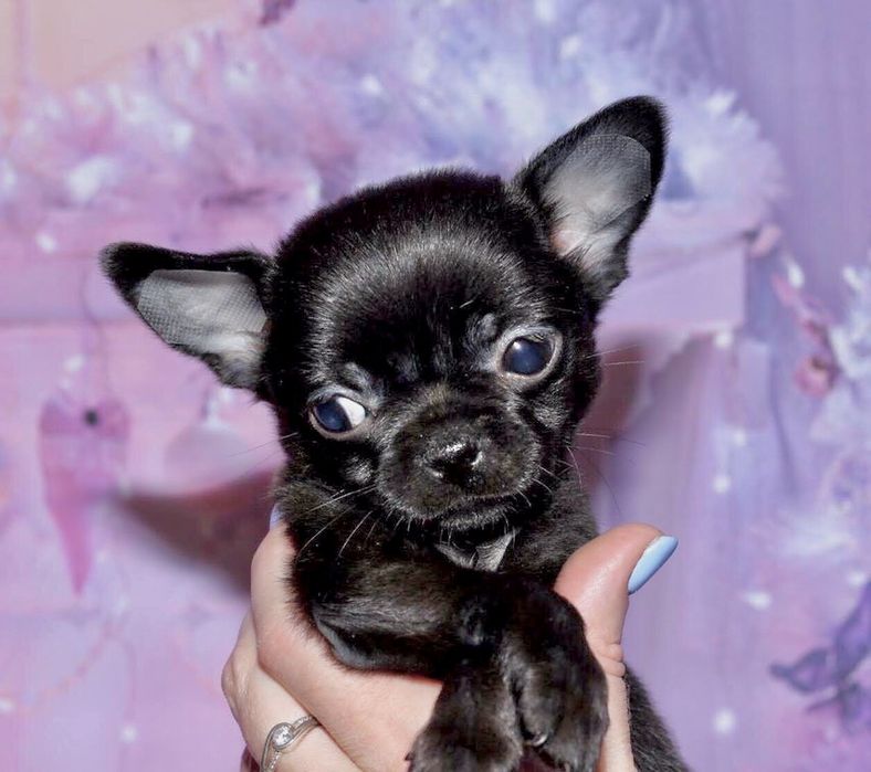 Чихуа в черкасах