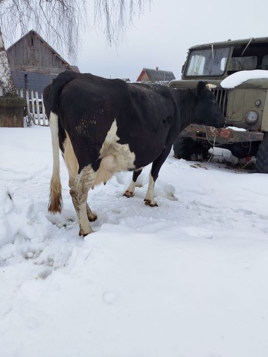 Продам молоду корову