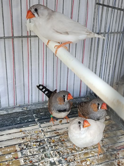 Mandarins ( casal )