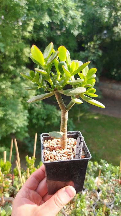 Мирт цветущий на штамбе под бонсай.