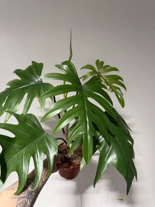 Філодендрон  Біркін, Ред, Pittieri, Пінк Біркін, Майоі, Грін