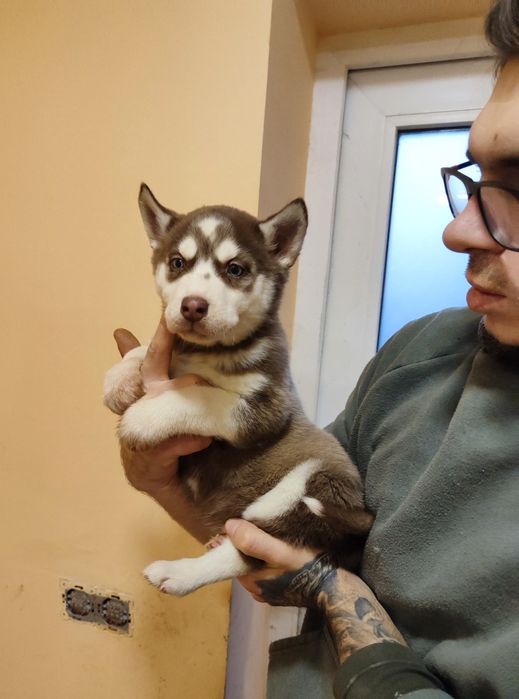 Шоколадна голубоглаза дівчинка