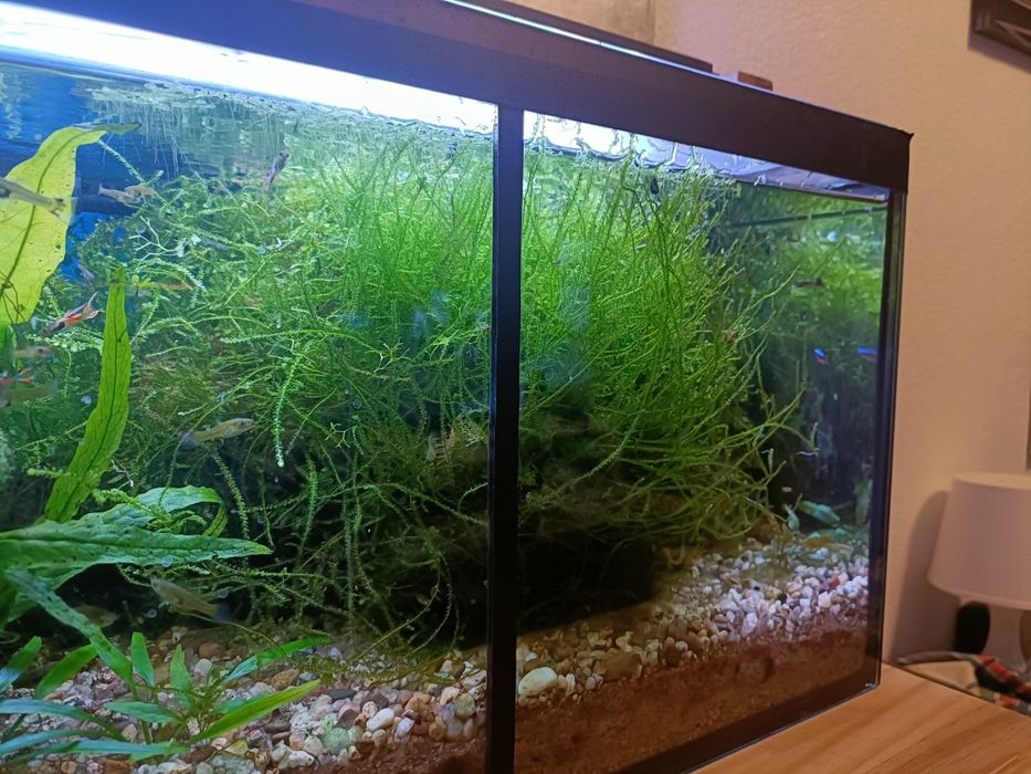 Musgo Java para aquário