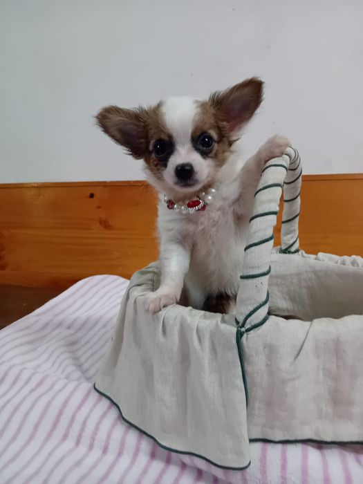 Chihuahua Pelo Longo