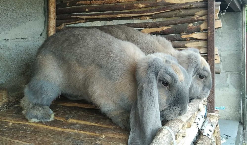 Кролі французький баран