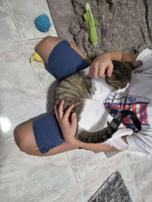 Gatinha esterilizada para adoção