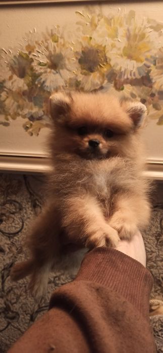 Щенки померанского шпица