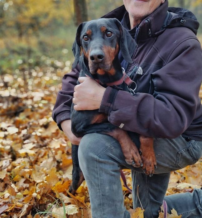 Amigo- Gończy Polski szuka nowego domu