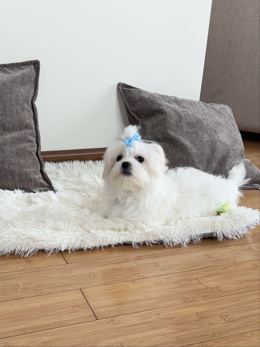 Maltańczyk komplet szczepień piesek Szafir