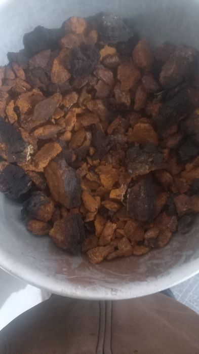 Чага березова зібрана в лісах прикарпаття