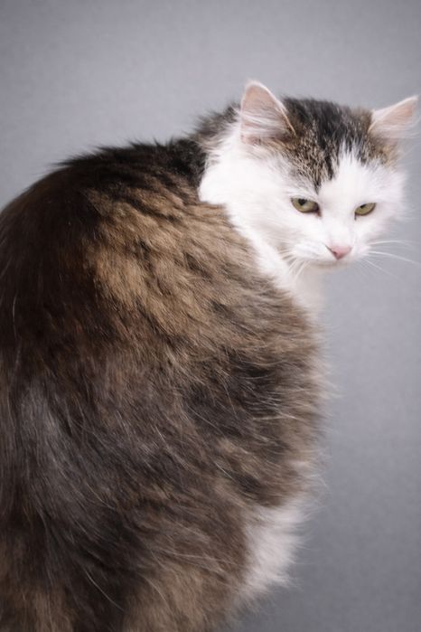 Кастрированный Пуш 1,5 г с ЗБД