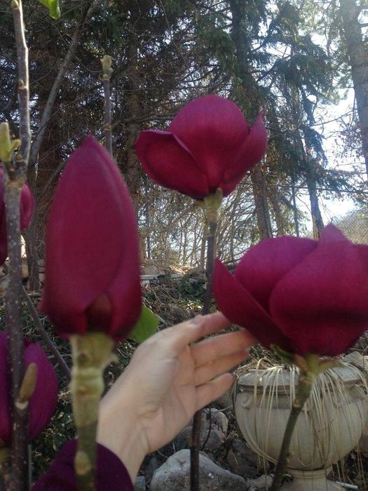 Магнолія Хоней Тюліп Джені Суланжа Ліней Вулкан Дафні Сенсація Бетті Нігра Альба Суперба Спектрум Імператор Афродіта Ліней альба Рустіка рубра