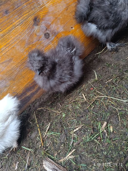 Kurczaki silki 2 i pół  miesieczne