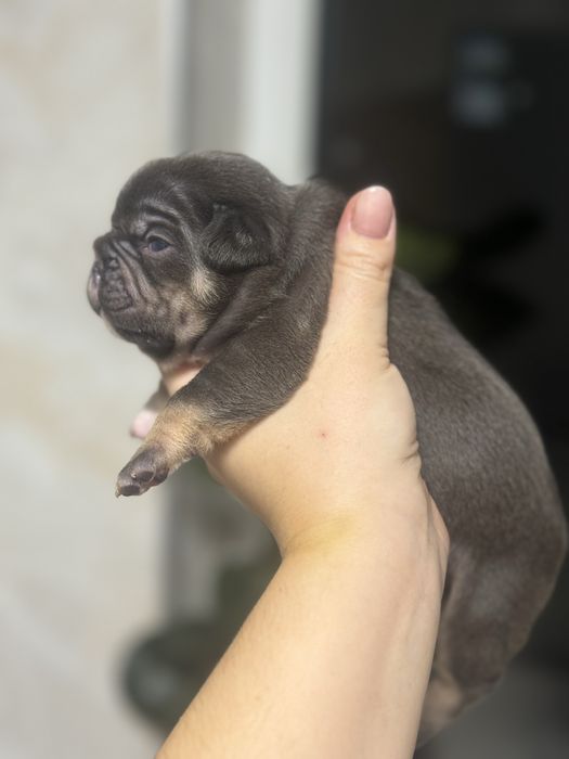 Ексклюзивні цуценята французького бульдога