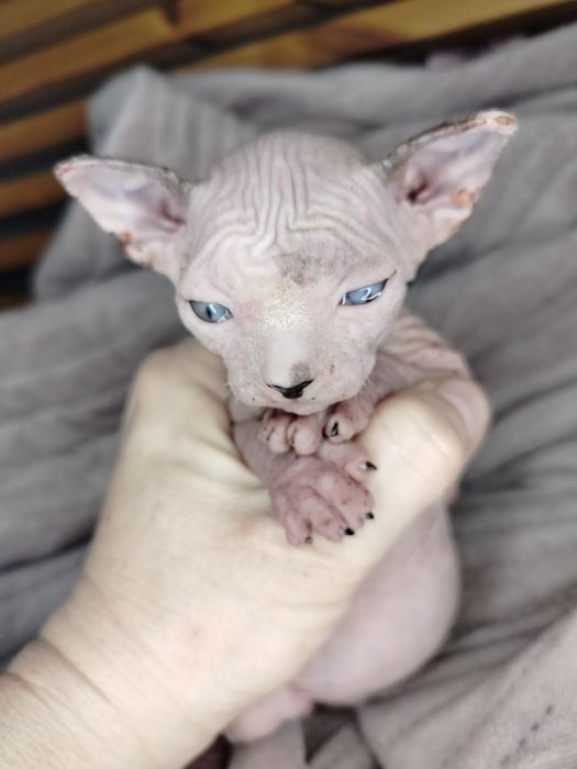 Sfinks Kanadyjski, kocurek