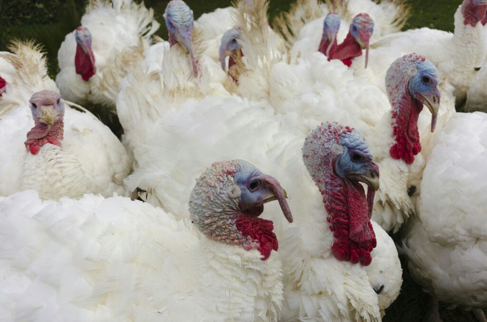 Инкубационное индюшинное яйцо   Биг-6 , БЮТ -8. Тяжёлый кросс