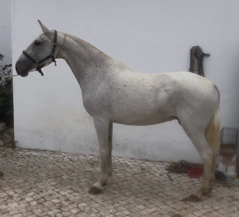 Egua psl pontuada