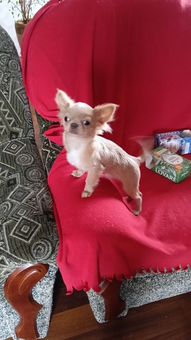 Изабелловый мальчик чихуахуа.